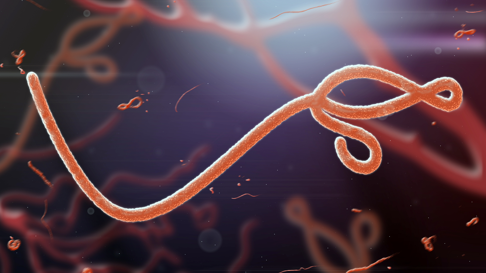 échographie contre le virus Ebola